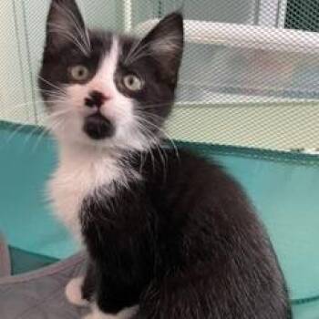 Domestic Medium Hair Cats Available for Adoption in Granville, Ohio - Bomba | PetCurious