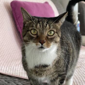Brooke -  Domestic Short Hair Cat for Adoption in Chapel Hill, North Carolina - Brooke | PetCurious