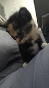 Cally -  Domestic Short Hair Cat for Adoption in New Kensington, Pennsylvania - Cally | PetCurious
