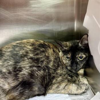 Domestic Short Hair Cats Available for Adoption in Alameda, California - PASCALE | PetCurious