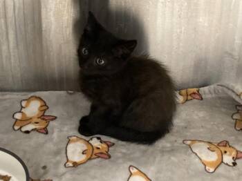 Domestic Short Hair Cats Available for Adoption in Tustin, California - JACK | PetCurious