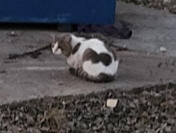 Domestic Short Hair Cats Available for Adoption - TURBO | PetCurious