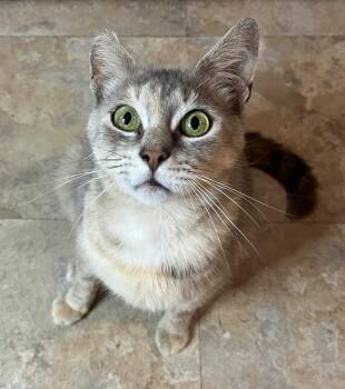 Misty -  Domestic Short Hair and Dilute Tortoiseshell Cat for Adoption in Rocky Hill, Connecticut - Misty | PetCurious