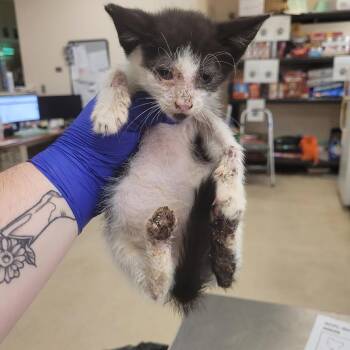 Bailey -  Domestic Short Hair Cat for Adoption in Lake Panasoffkee, Florida - Bailey | PetCurious