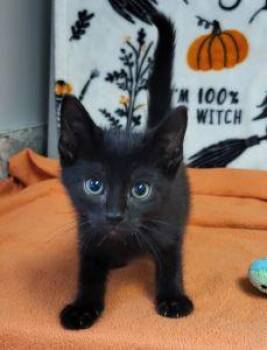 Bones -  Domestic Short Hair Cat for Adoption in Bucyrus, Ohio - Bones | PetCurious