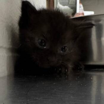 Midnight -  Domestic Short Hair Cat for Adoption in Parrish, Alabama - Midnight | PetCurious