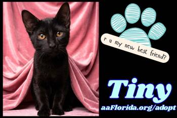 Tiny -  Domestic Medium Hair Cat for Adoption in Pensacola, Florida - Tiny | PetCurious