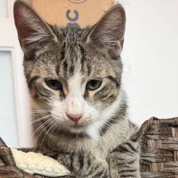 Diego -  Domestic Short Hair Cat for Adoption in Denison, Texas - Diego | PetCurious