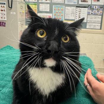 Rescue Domestic Short Hair Cats for Adoption in Murray, Utah - William | PetCurious