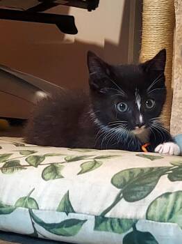 Tuxedo Cats Available for Adoption in Flint Hill, Virginia - Remi | PetCurious