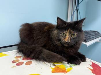 Selene -  Domestic Long Hair Cat Available for Adoption in Pawtucket, Rhode Island - Selene | PetCurious