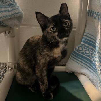 Boots -  Domestic Short Hair Cat for Adoption in Fairport, New York - Boots | PetCurious