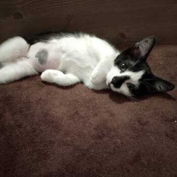 Rescue Domestic Short Hair Cats for Adoption in Durham, North Carolina - Ovaltine | PetCurious