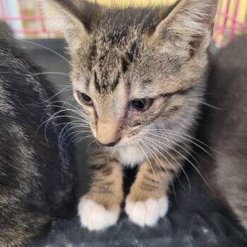 Demi -  Domestic Short Hair Cat for Adoption in Clarksdale, Mississippi - Demi | PetCurious