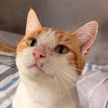 MR T -  Domestic Short Hair Cat for Adoption in Corydon, Indiana - MR T | PetCurious