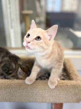 CHEETO -  Domestic Short Hair Cat for Adoption in Algona, Iowa - CHEETO | PetCurious