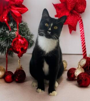 Rescue Tuxedo Cats for Adoption in Hillsboro, Texas - Gia — Graceful, Gentle, And Ready For Her Forever Home | PetCurious
