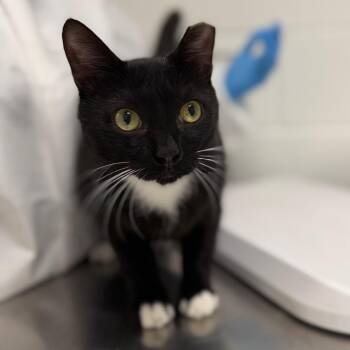 Baby -  Domestic Short Hair Cat for Adoption in Sarasota, Florida - Baby | PetCurious