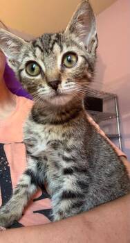 *Scout -  Domestic Short Hair Cat for Adoption in Newnan, Georgia - *Scout | PetCurious
