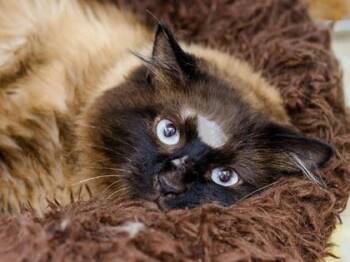 Tomas -  Domestic Medium Hair and Domestic Short Hair Cat for Adoption in Longmont, Colorado - Tomas | PetCurious