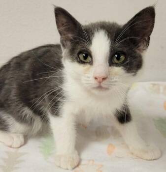 Feta -  Domestic Short Hair Cat for Adoption in Eugene, Oregon - Feta | PetCurious