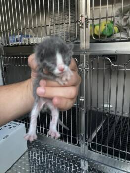 MARIO -  Domestic Short Hair Cat for Adoption in Dallas, Texas - MARIO | PetCurious