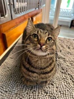 Ozzie -  Domestic Short Hair Cat Available for Adoption in Wilmington, North Carolina - Ozzie | PetCurious