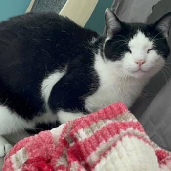 Domestic Short Hair Cats Available for Adoption in Janesville, Wisconsin - Oreo | PetCurious