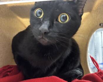 Domestic Short Hair Cats Available for Adoption - Luna | PetCurious