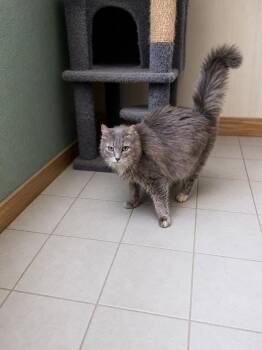 Pearl -  Siberian and Domestic Long Hair Cat for Adoption in Shrewsbury, Massachusetts - Pearl | PetCurious