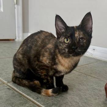 Scarlett -  Domestic Short Hair Cat for Adoption in Orlando, Florida - Scarlett | PetCurious