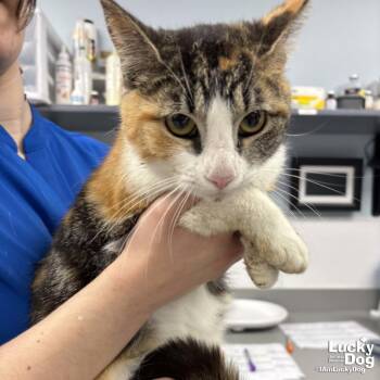 Domestic Short Hair Cats Available for Adoption - Lilah | PetCurious