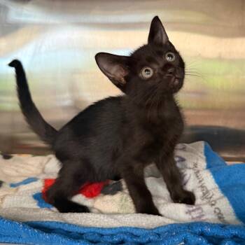 Anthony -  Domestic Short Hair Cat for Adoption in West Palm Beach, Florida - Anthony | PetCurious