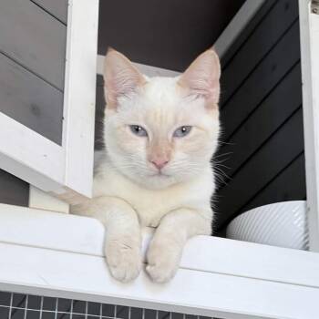 Coco -  Siamese and Domestic Short Hair Cat for Adoption - Coco | PetCurious