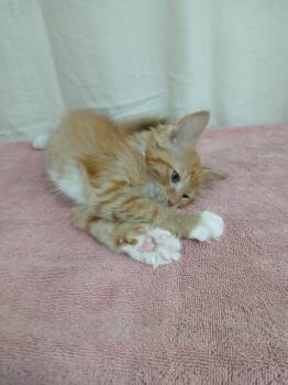 Hector *Available soon* -  Domestic Medium Hair Cat for Adoption in Winton, North Carolina - Hector *Available Soon* | PetCurious
