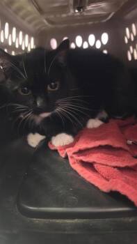 Moonlight -  Domestic Short Hair Cat for Adoption in El Paso, Texas - Moonlight | PetCurious