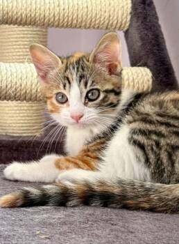 Calico and Domestic Short Hair Cats Available for Adoption - Cleo | PetCurious