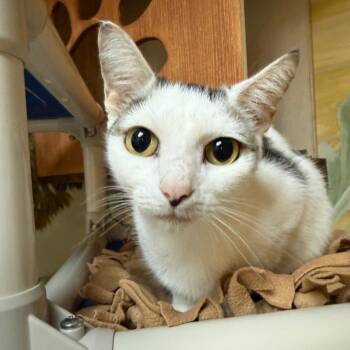 Stella -  Domestic Short Hair Cat for Adoption - Stella | PetCurious
