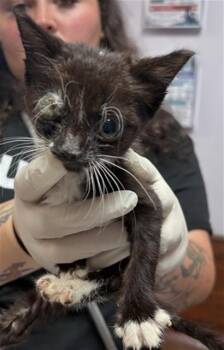 CAPTAIN YOHO -  Domestic Short Hair Cat for Adoption in Fort Walton Beach, Florida - CAPTAIN YOHO | PetCurious