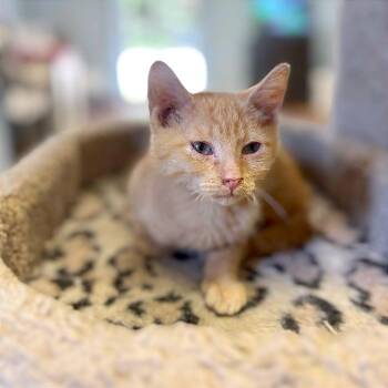 Maduro -  Domestic Short Hair Cat for Adoption in Clarksville, Arkansas - Maduro | PetCurious
