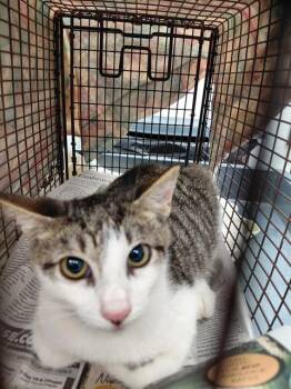 A2480608 -  Domestic Short Hair Cat for Adoption in Fort Lauderdale, Florida - A2480608 | PetCurious