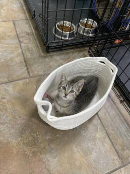 Kermit aka Kermie -  Domestic Short Hair and Manx Cat for Adoption in Oviedo, Florida - Kermit Aka Kermie | PetCurious