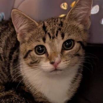 Libby -  Domestic Short Hair Cat for Adoption in Lynchburg, Virginia - Libby | PetCurious