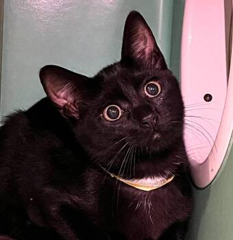 August -  Domestic Medium Hair Cat for Adoption - August | PetCurious