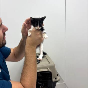 Amelia -  Domestic Short Hair Cat for Adoption in Midland, Texas - Amelia | PetCurious