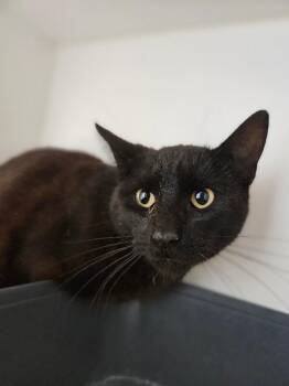 Hughie -  Domestic Short Hair Cat for Adoption in Fort Collins, Colorado - Hughie | PetCurious