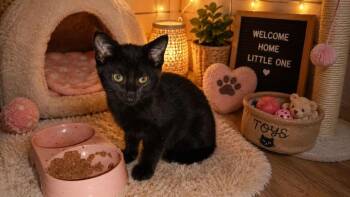 Lilth -  Domestic Short Hair Cat for Adoption in Miami, Oklahoma - Lilth | PetCurious