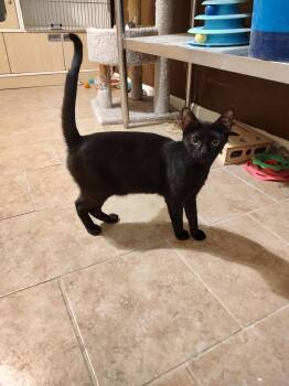 Void *FELV+* -  Domestic Short Hair Cat for Adoption in Phoenix, Arizona - Void *FELV+* | PetCurious