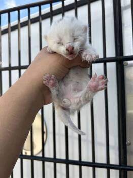 Domestic Short Hair Cats Available for Adoption in Houston, Texas - A653378 | PetCurious