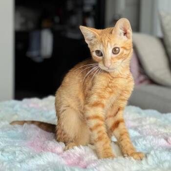 SparkPop -  Domestic Short Hair Cat for Adoption in Houston, Texas - SparkPop | PetCurious